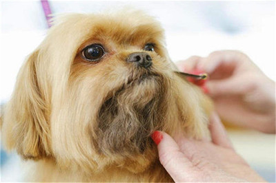 解析爱尚宠宠物店加盟 品牌靠谱性与服务竞争力评估