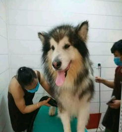 一站式宠物生活新选择 丁丁宠物生活馆，呵护爱宠每一天