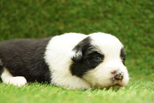 嘉定宠物体检服务详解 专业、认真、价格透明