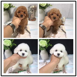 本地精品贵宾犬，健康质保，佛山爱宠人士的放心之选