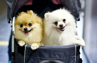 泰国国际宠物狗展 一个被忽视的市场与一场不容错过的顶级盛会